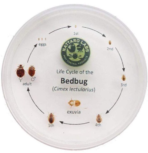Sentry Pest Solutions Bed Bugs